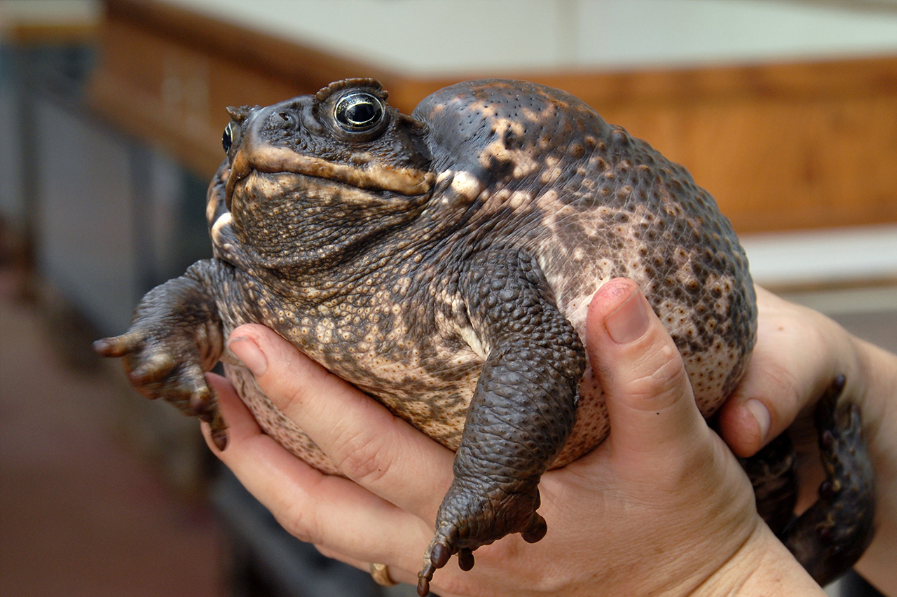 Cane Toad Eggs