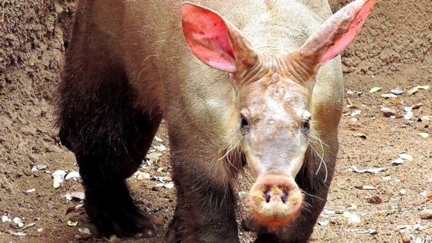 Aardvark - Honolulu Zoo Society