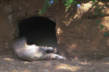 Aardvark - Honolulu Zoo Society