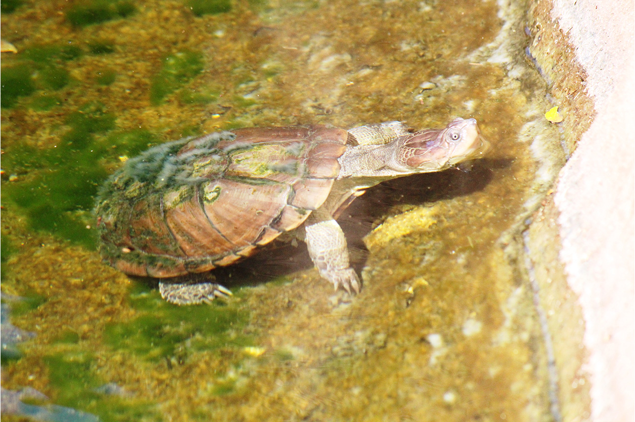 African Helmeted Turtle - Honolulu Zoo Society