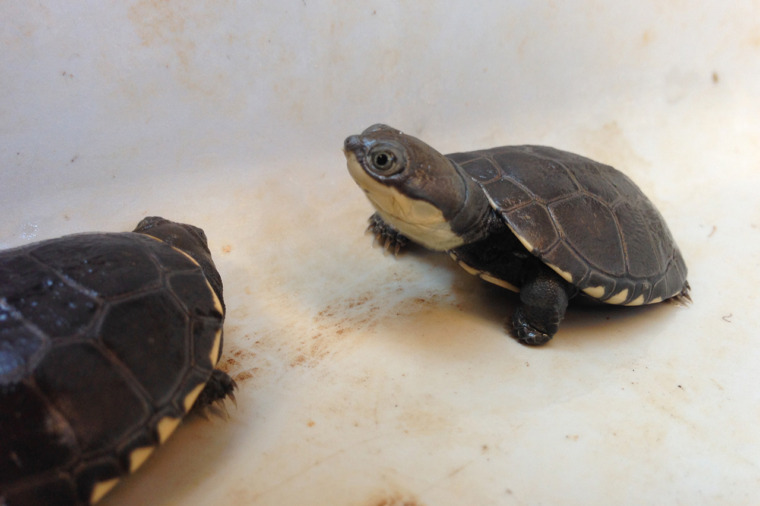 African Helmeted Turtle - Honolulu Zoo Society