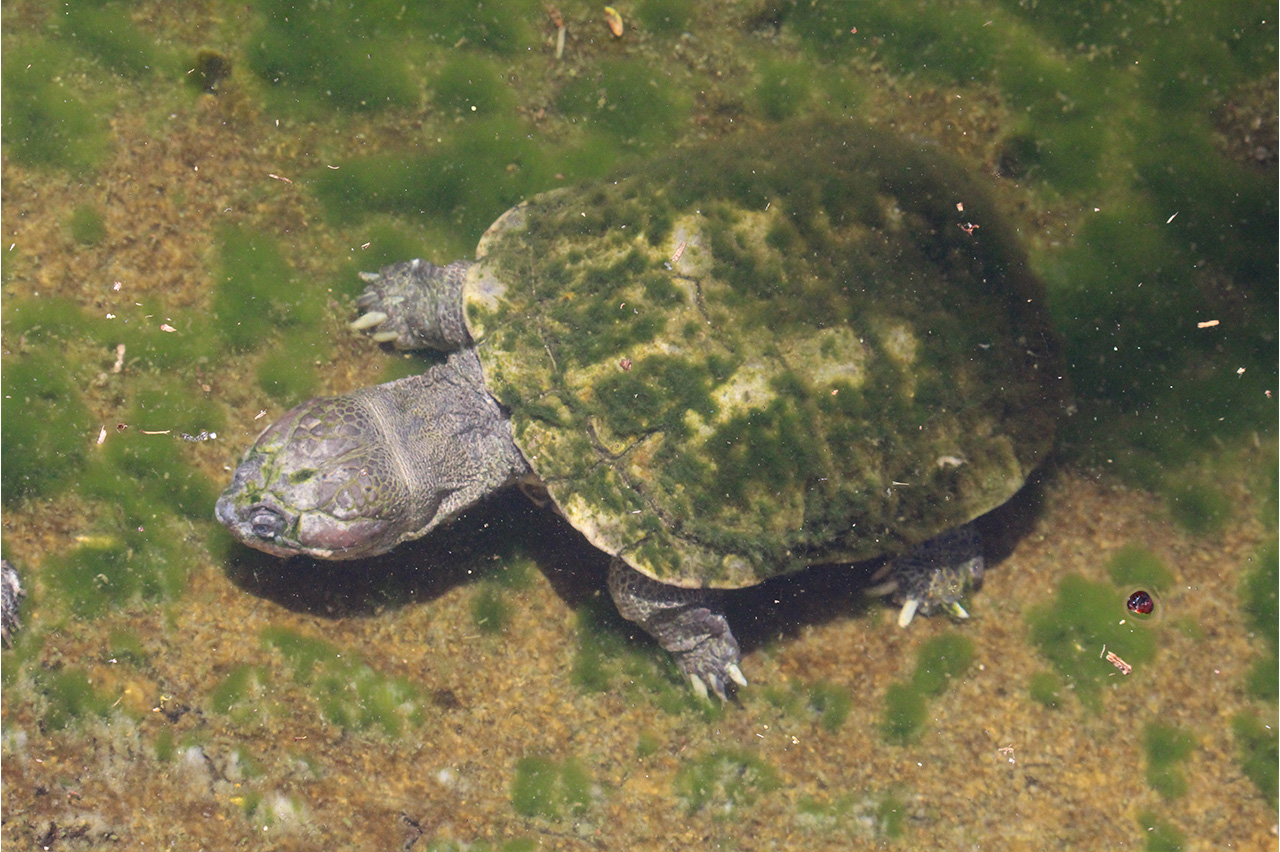 African Helmeted Turtle - Honolulu Zoo Society