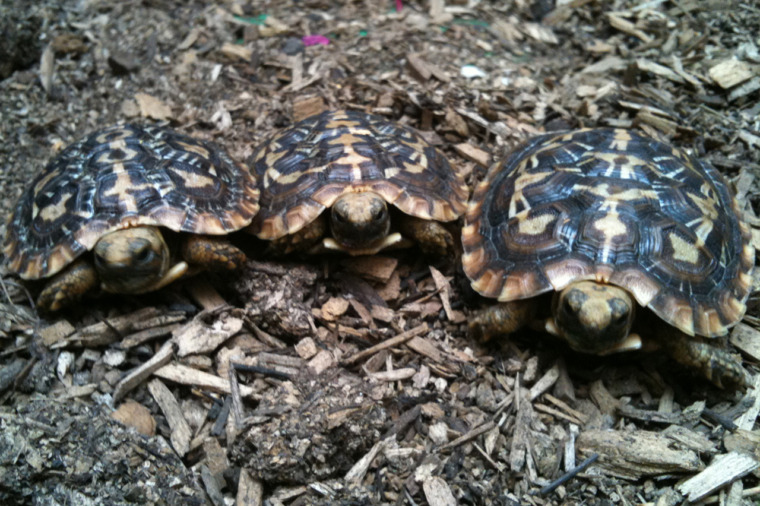 African Pancake Tortoise Honolulu Zoo Society