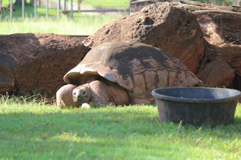 Aldabra Tortoise - Honolulu Zoo Society