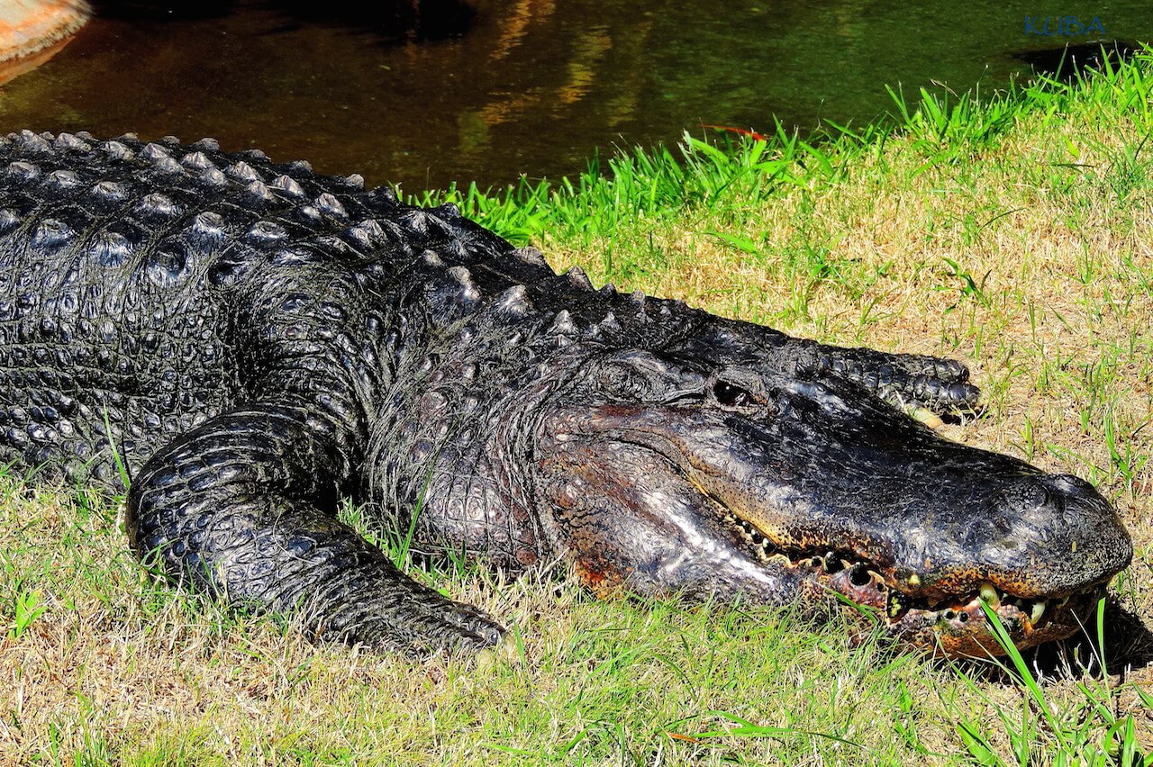 American Alligator - Honolulu Zoo Society