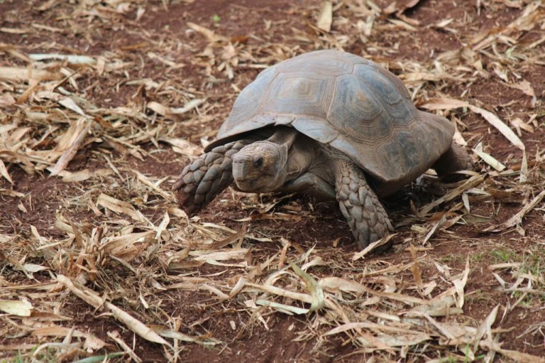 Asian Brown Tortoise - Honolulu Zoo Society