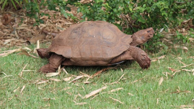 Asian Brown Tortoise - Honolulu Zoo Society