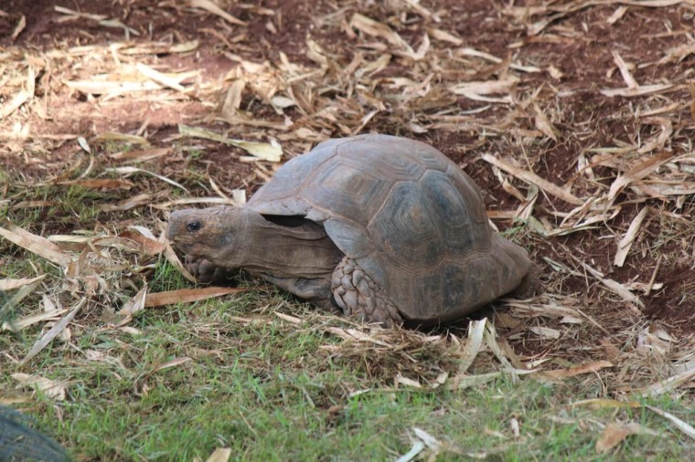 Asian Brown Tortoise - Honolulu Zoo Society