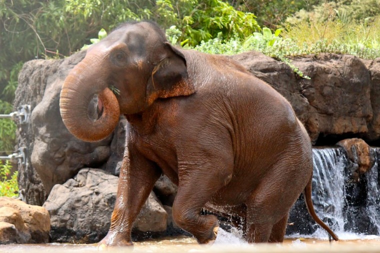 Asian Elephant - Honolulu Zoo Society