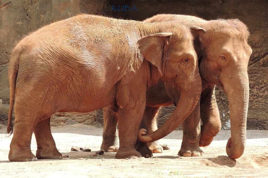 Asian Elephant - Honolulu Zoo Society