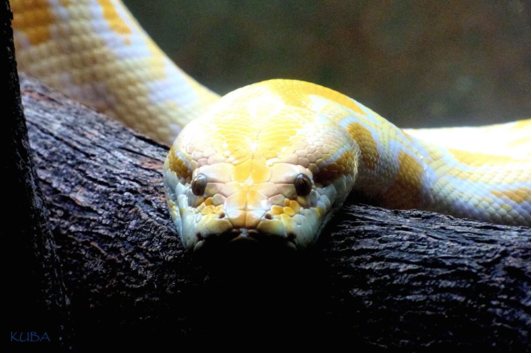 Burmese Python - Honolulu Zoo Society