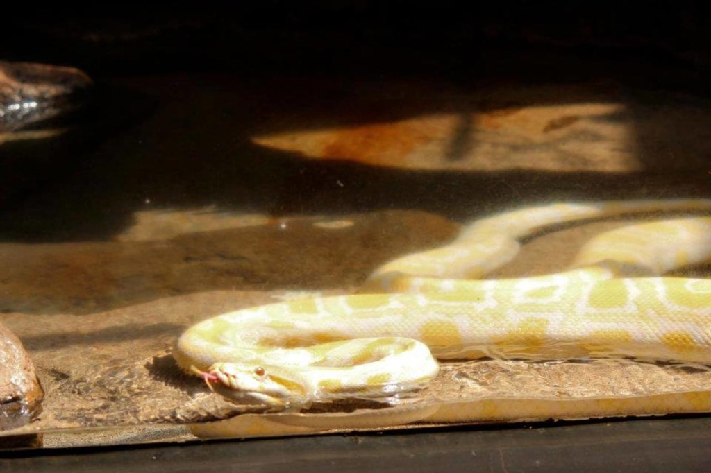 Burmese Python - Honolulu Zoo Society