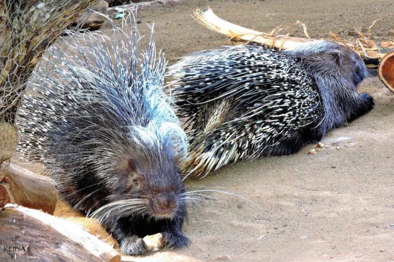 Crested Porcupine - Honolulu Zoo Society