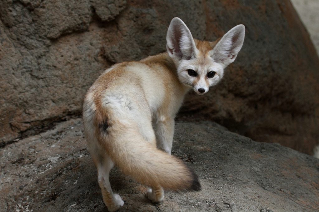 Fennec Fox - Honolulu Zoo Society