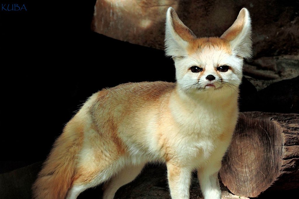 Fennec Fox Honolulu Zoo Society