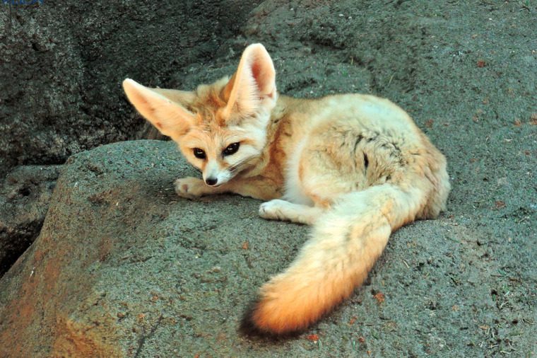 Fennec Fox - Honolulu Zoo Society