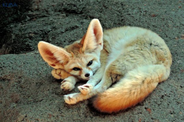 Fennec Fox - Honolulu Zoo Society