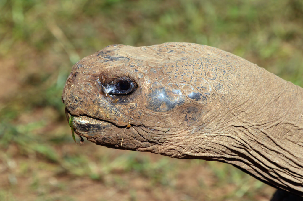 Galapagos Tortoise - Honolulu Zoo Society