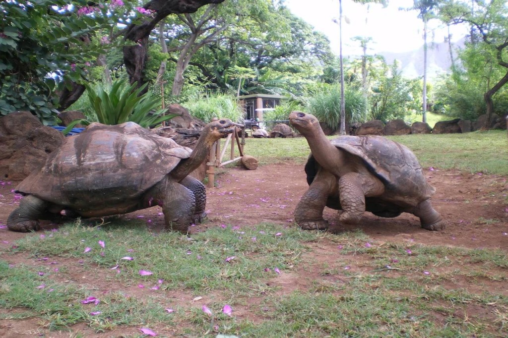 Galapagos Tortoise - Honolulu Zoo Society