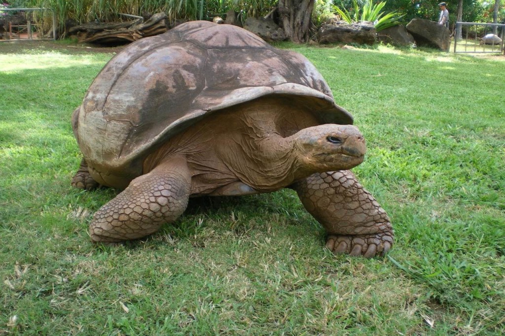 Galapagos Tortoise - Honolulu Zoo Society