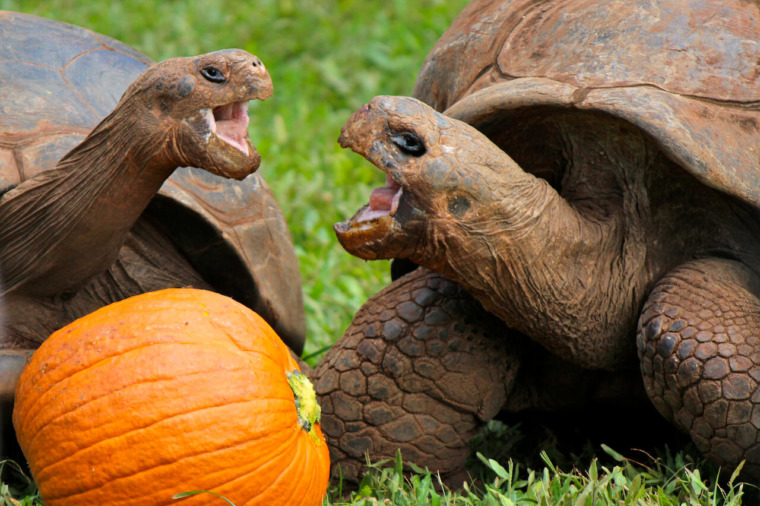 Galapagos Tortoise - Honolulu Zoo Society