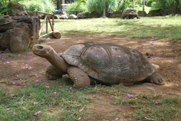 Galapagos Tortoise - Honolulu Zoo Society