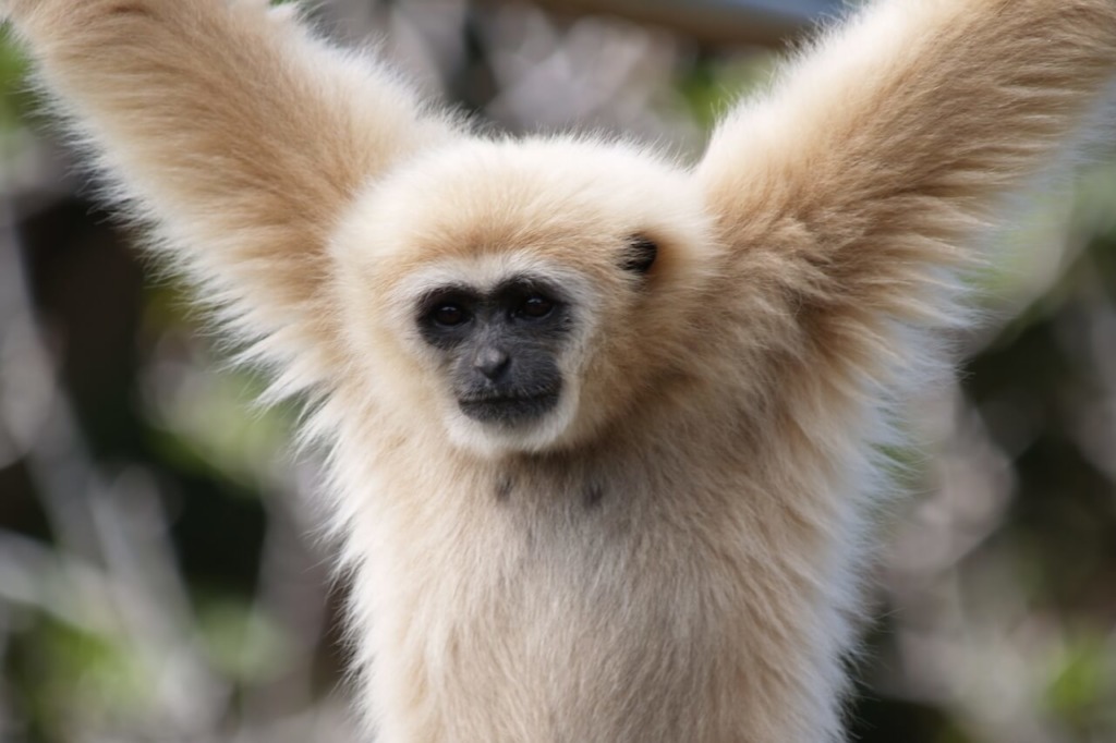 White-Handed Gibbon - Honolulu Zoo Society