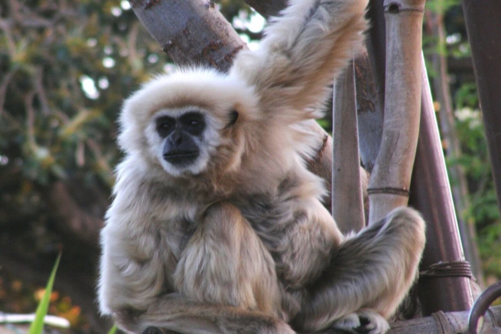White Handed Gibbon Honolulu Zoo Society