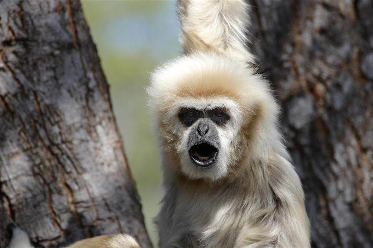 gibbons ape
