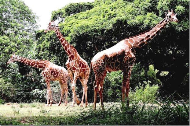 Reticulated Giraffe - Honolulu Zoo Society