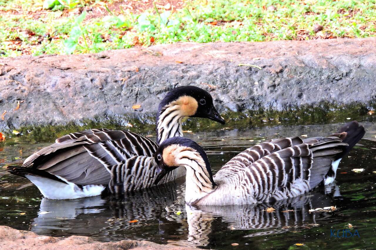 The world's rarest goose makes its zoo debut—meet the nene!