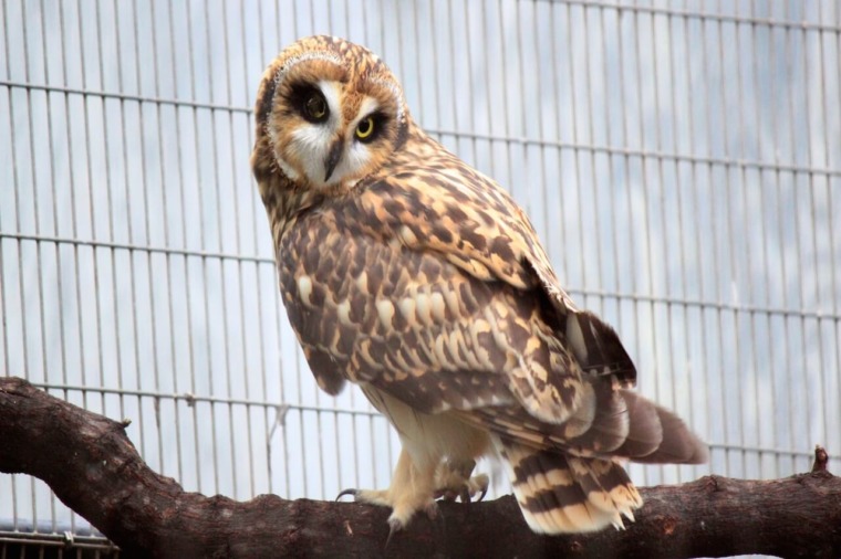Hawaiian Short Eared-Owl (Pueo) - Honolulu Zoo Society