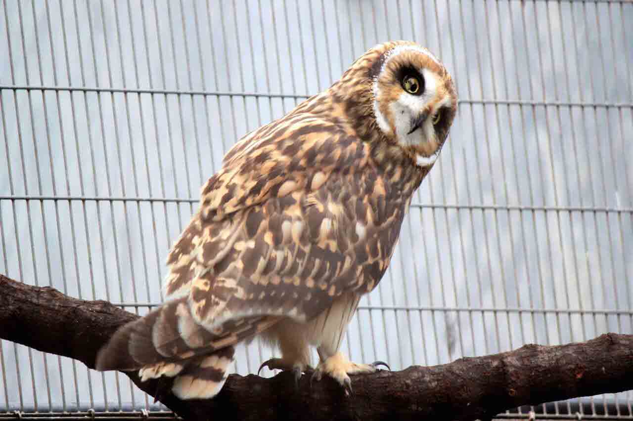 Hawaiian Short Eared-Owl (Pueo) - Honolulu Zoo Society