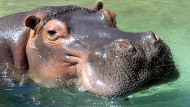 Hippopotamus - Honolulu Zoo Society