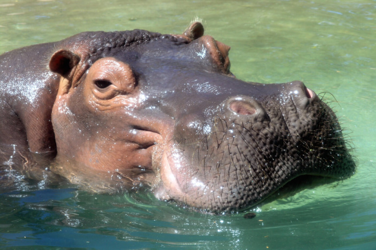 Hippopotamus - Honolulu Zoo Society