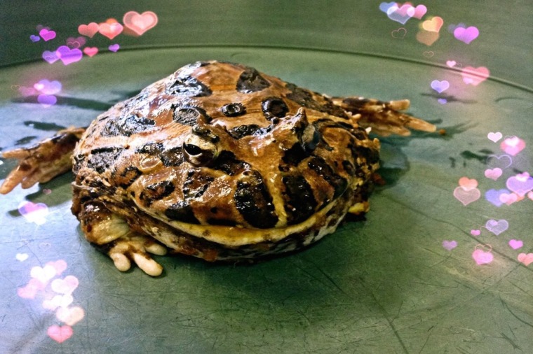 Ornate Horned Frog - Honolulu Zoo Society