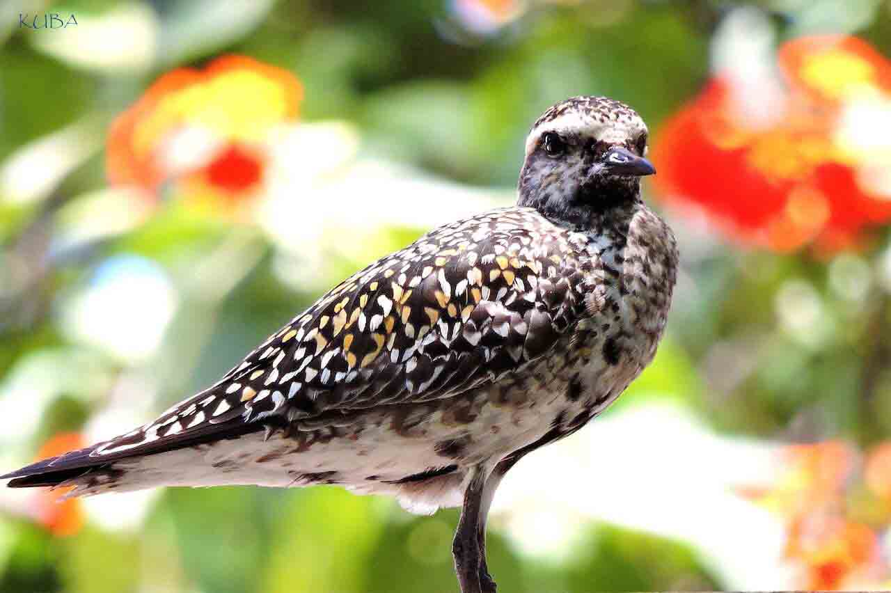 Kolea (Pacific Golden Plover) - Honolulu Zoo Society