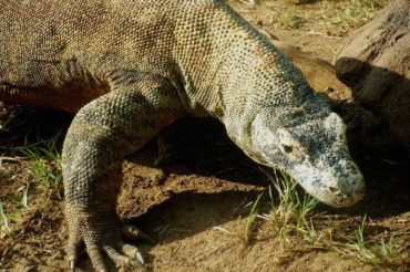 Komodo Dragon - Honolulu Zoo Society