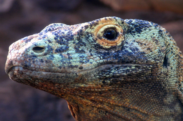 Komodo Dragon - Honolulu Zoo Society