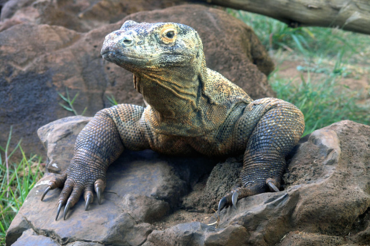 Komodo Dragon - Honolulu Zoo Society