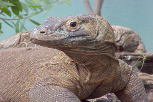 what is virtual comodo dragon