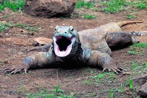 Komodo Dragon - Honolulu Zoo Society