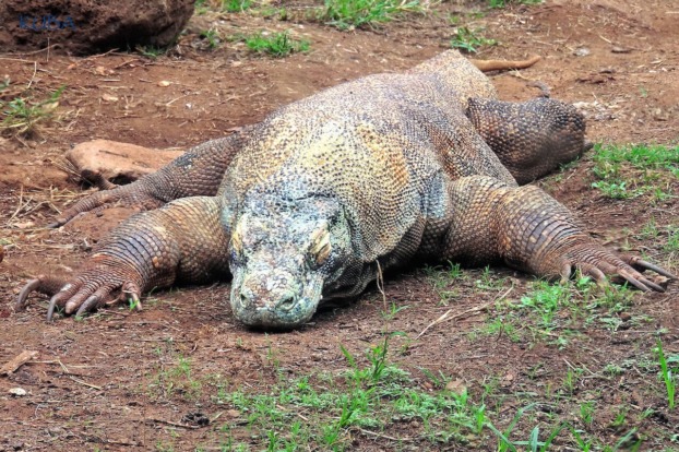 Komodo Dragon - Honolulu Zoo Society