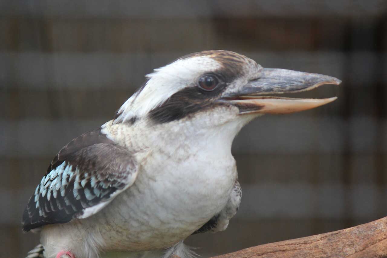 Kookaburra Honolulu Zoo Society