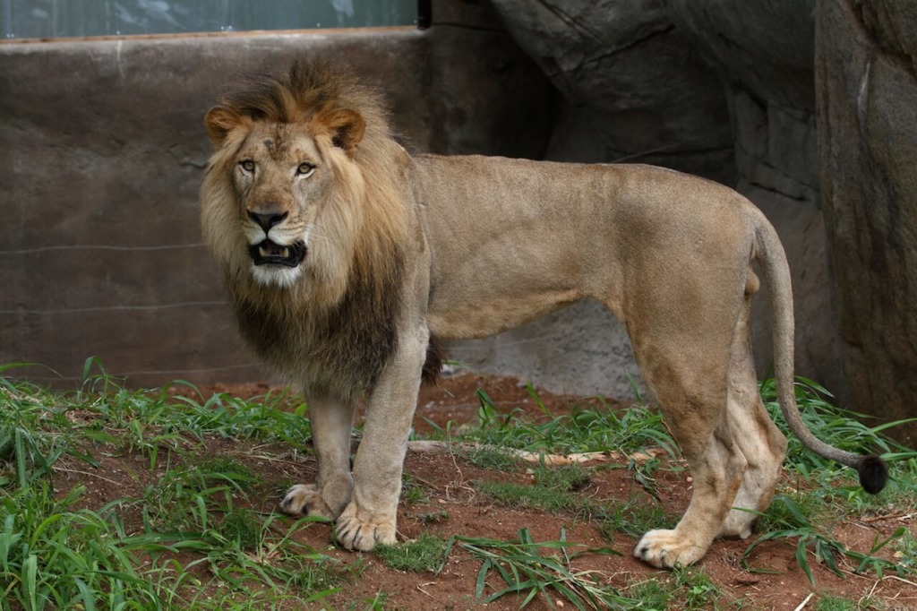 Lion - Honolulu Zoo Society