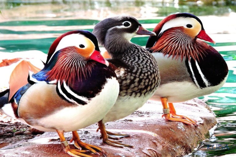 Mandarin Duck - Honolulu Zoo Society