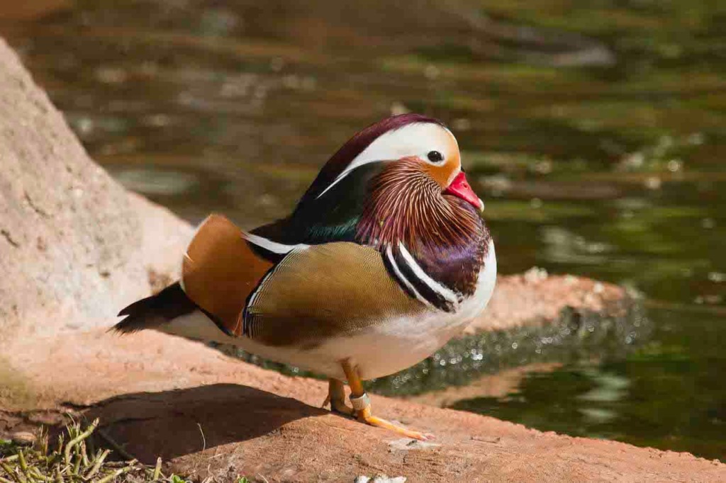 stuffed mandarin duck