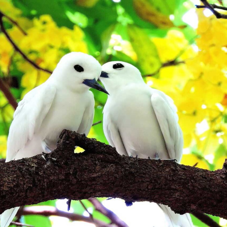 cute white birds images