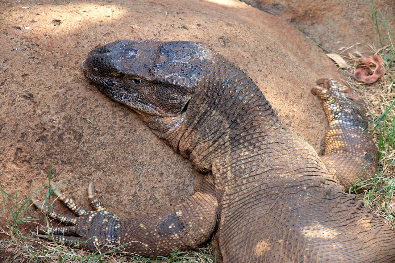 Monitor Lizard Honolulu Zoo Society