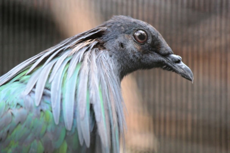 nicobar-pigeon-honolulu-zoo-society